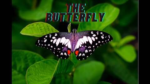 A Mesmerising Butterfly Dance 🦋 Enchanting Elegance 🌸✨