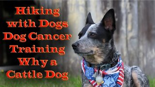Hiking with Dogs - Cancer, Dog Training and Why a Cattle Dog