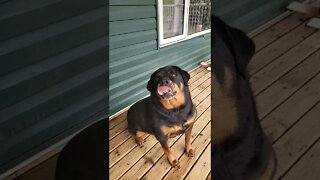 Rottweiler Is Such A Sweetheart!🥰💖#animallover #rottweiler #funny #shorts #youtubeshorts