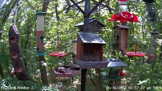 Immature pileated woodpecker feeding on log 6/16/2022
