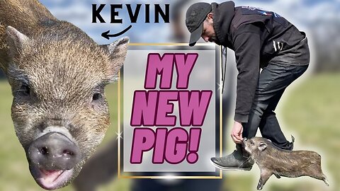 TRAINING MY NEW PIG!