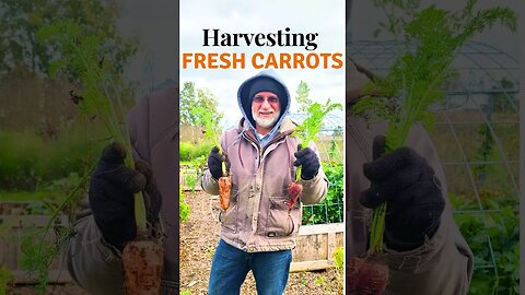 Harvesting Fresh Carrots #shorts