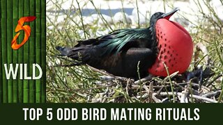 Top 5 Birds With The Most Bizarre Mating Rituals | #5WILD