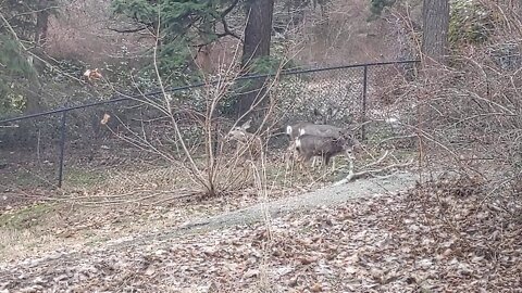 Doesn't know what to do with the deer once he catches them