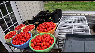 Harvesting and dehydrating tomatoes