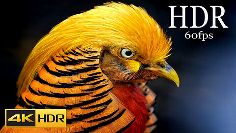 World Beautiful Birds 4K HDR Video _ The Greatest BIRD COLLECTION in 4K 60FPS HDR