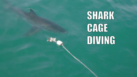Shark cage diving in Gansbaai - One shark briefly spotted