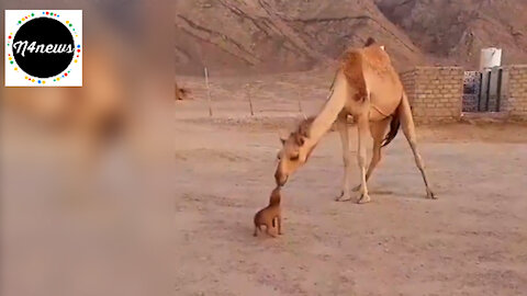Adorable Moment_ Who doesn’t love puppies Tiny puppy gets a kiss from a camel. May Melt Your Heart