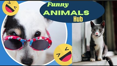 Animal hub 😄 funny animal video