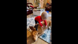 Baby Cuddles with Golden Retriever