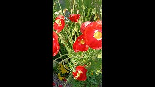 Honey Bees Love Poppies!