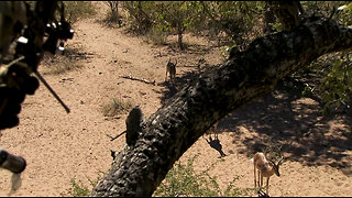 Bowhunting Africa's Impala