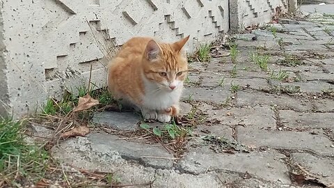 We Feed Street Cats Everyday You Can Subscribe to Support Us