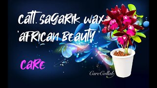 Cattlianthe Sagarik Wax 'African Beauty' | Leca & Self watering | Care #CareCollab