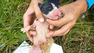 They Went To Rescue Newborn Puppies, But Never Expected To Find Them In A Bag