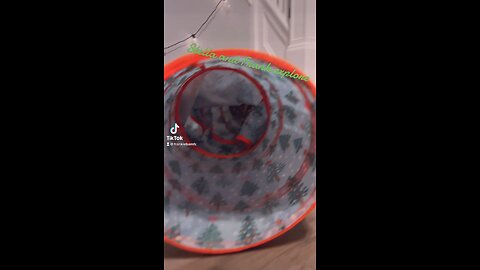 Cat in the Christmas tunnel!