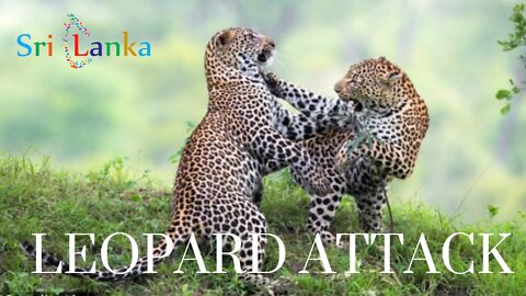 The Leopard fight at yala national Park Sri Lanka#travel#wildlife#leopard