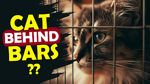 HOW LONG CAN YOU KEEP A KITTEN IN A CAGE? THE TRUTH REVEALED!