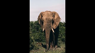 Interesting facts about African Elephant