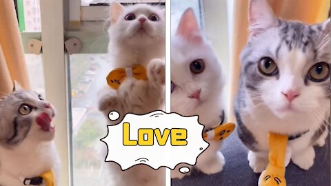 Two little greedy cats more and more love, cute pet debut plan