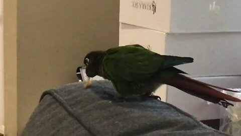 My bird eating a peanut
