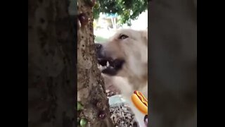 Cachorro Comendo jabuticaba 🤪👏🏻 #short