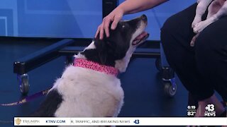 Pet of the week: senior dog and puppy looking for new homes