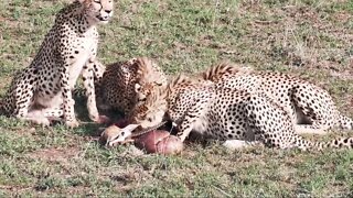 Cheetah Family Feeding | Livestream | Maasai Mara/Zebra Plains