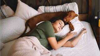 Study shows women sleep better next to dogs than their partners (1)