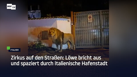 Zirkus auf den Straßen: Löwe spaziert durch italienische Hafenstadt