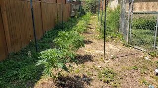 2023 Outdoor Cannabis Garden Tour | Garden Update [#05] - May 21