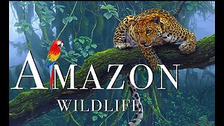 Discovering the Wonders of Amazon Jungle Animals and Species