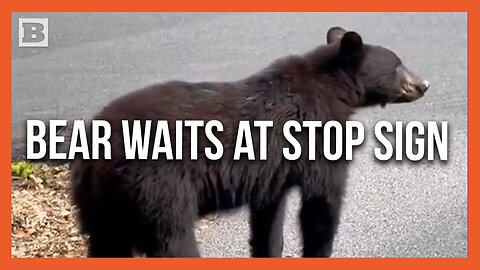 Look Both Ways! Man Drives Past Bear Politely Waiting at Stop Sign