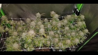 How I Scrog Cannabis : North Genetics Mr. Cruz Episode 13 Day 64 "Harvest!" 💪💚🪓🔨