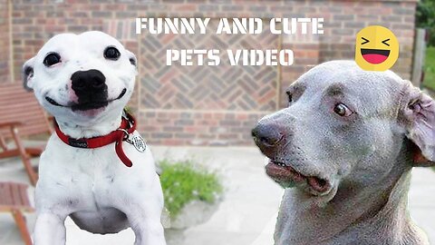 Funny Video Clips - 74 (Funny Pets)
