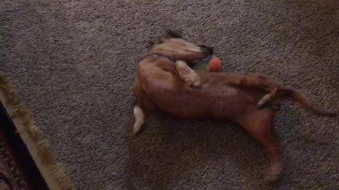 Dachshund discovers catnip, becomes absolutely obsessed