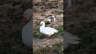 A chat with my geese 😊