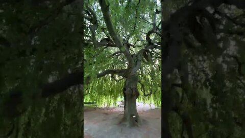 Walking Under a Weeping Willow Tree