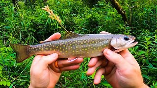 Trout Fishing with a Rapala Rippin Rap