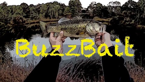 BuzzBait and Keitechs for Hungry Fall Bass - Day 6