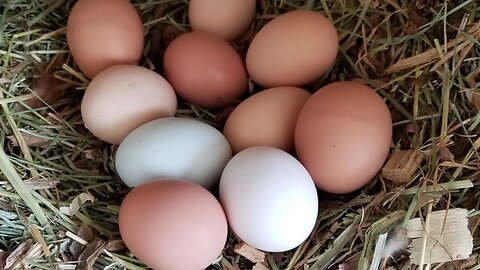 QUICK and EASY Breakfast On The Homestead!