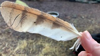 Oh no owl feathers and the chicken yard