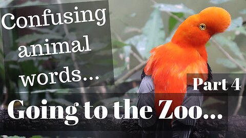 Going to the Zoo – part 4: Confusing animal vocabulary
