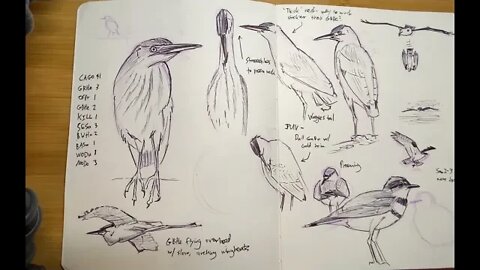 Nature Journaling Techniques: Green Heron Quick Draw