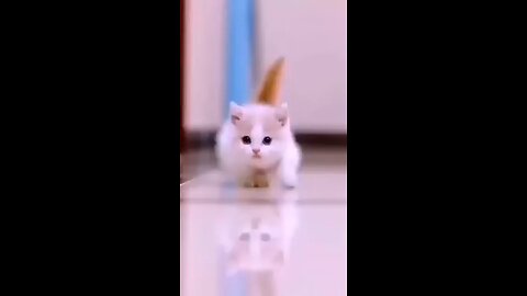 Funniest_Videos_2023_😂_Funny_Cats_🐱_#cute_#cat_#short_