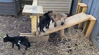 Baby goats playing.