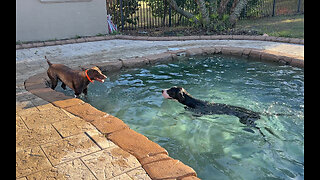 Great Dane Shares Love Of Zoomies & Swimming With Pointer Dog Pal