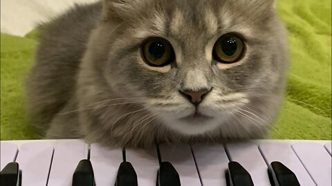 Cute kitten playing the piano