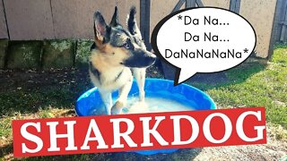 Dank Dog Memes | Doggos Jaws Trailer | Husky + Shepherd Mix