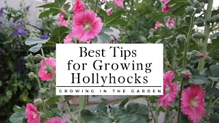 HOW to PLANT and GROW HOLLYHOCKS plus TIPS for growing hollyhocks in HOT CLIMATES